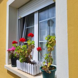 Flores en centro de mayores Asturias